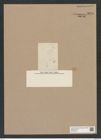 Melosira sp. (de-Toni-Nr.: Genus 213) Zeichnungen Sammlung Grunow Nr. 9278 (NHMW-BOT-W0379076)